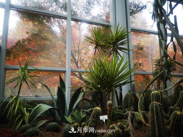 12种稀奇植物首次落户郑州植物园，免费对外展览(图1)