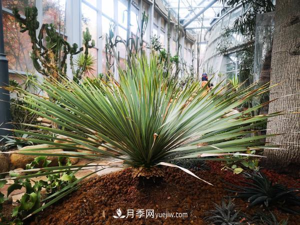 12种稀奇植物首次落户郑州植物园，免费对外展览(图2)