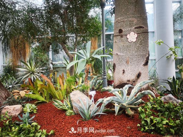 12种稀奇植物首次落户郑州植物园，免费对外展览(图3)