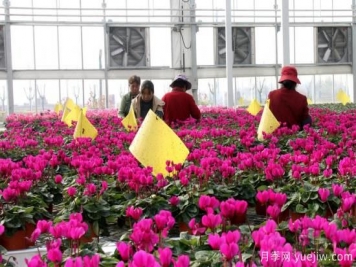 扬州高邮：每天发货30万株，花工厂绽放乡村振兴致富花