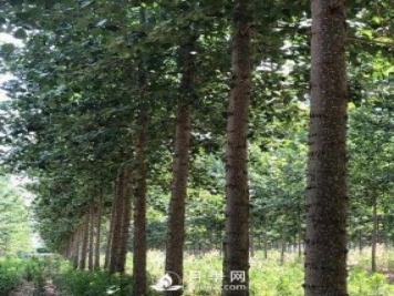 河南周口：培育出不飞絮的杨树新品种