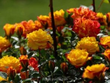 安阳市滑县森林公园月季花开放，赏花打卡正当时