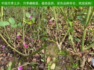 上海龙凤419：月季裸根苗的选购、栽植、肥水、养护技术大全