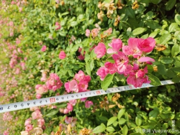 安吉拉月季盆栽苗，60厘米高基地发货
