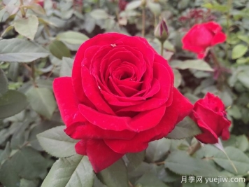 原产中国的玫瑰花(月季花)，是如何成为美国国花的？