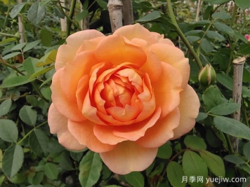 中国月季：欧洲玫瑰花的祖宗，为世界园艺做出了巨大贡献