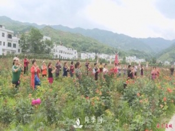 湖北通城：月季赏花经济打造美丽乡村新面貌