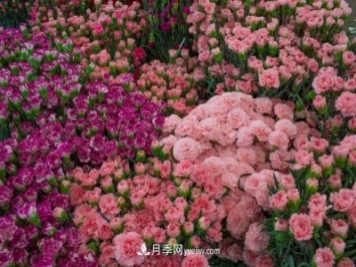 中国6大花市，全国花卉批发市场介绍