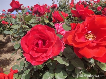 月季、玫瑰、蔷薇分别是什么？如何区别？