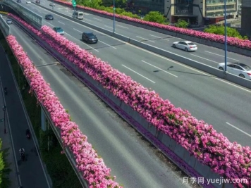 杭州高架月季初开，2024年又到走花路时间